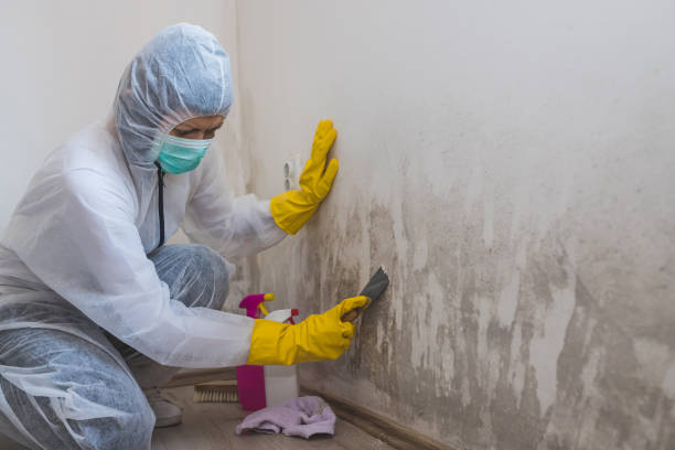 Why You Should Choose Our Mold Remediation Services in Eagleville, PA